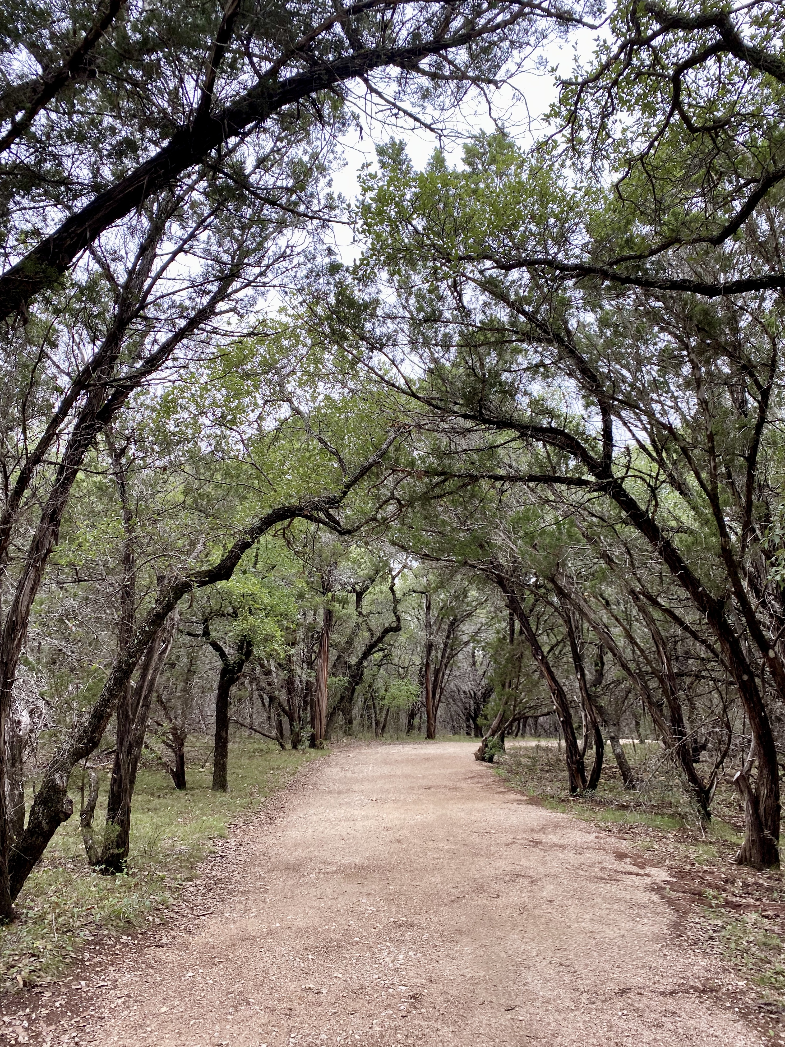 picture of trees and hiking trail